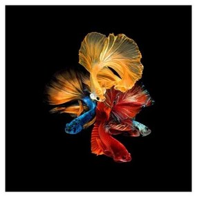 Tablou Sticla Betta II 80X80