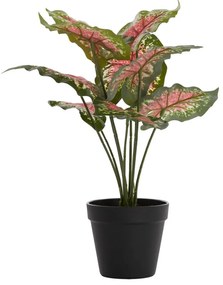 Plantă artificială (înălțime 40 cm) Caladium – Light &amp; Living