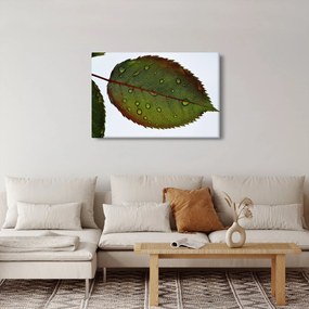 Tablou - Frunze de trandafir (90x60 cm)