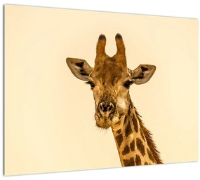 Tablou cu girafe (70x50 cm), în 40 de alte dimensiuni noi