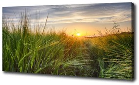 Tablou pe pânză canvas Câmp de grâu