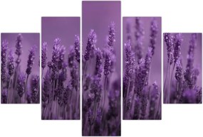 Tablou - Lavanda (150x105 cm)