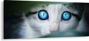 Tablou cu pisica (120x50 cm)