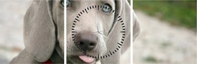 Tablou - cățeluș weimaraner (cu ceas) (90x30 cm)