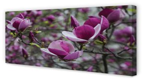 Tablouri canvas magnolie violet