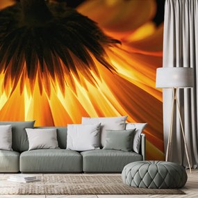Fototapet autoadeziv gerbera pe fundal întunecat