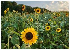 Tablou pe sticlă - Câmpul de floarea-soarelui II. (70x50 cm)