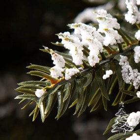 Molid Kanadia înzăpezit 220 cm
