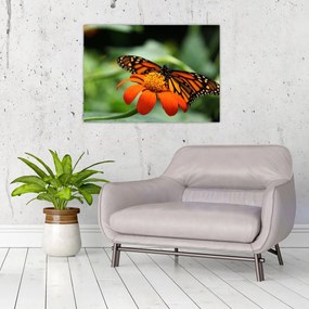 Tablou pe sticlă cu fluture pe floare (70x50 cm)