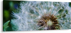Tabloul cu păpădie desflorit (120x50 cm)