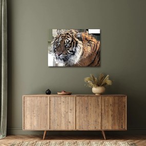 Tablou cu tigrul (70x50 cm)