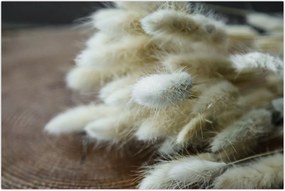 Tablou - Coadă de iepure (90x60 cm)