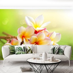 Fototapet frangipani Flori