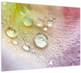 Tablou - Picături (70x50 cm)