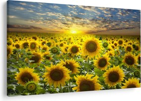 Tablou - Floarea-soarelui la apus de soare (90x60 cm)