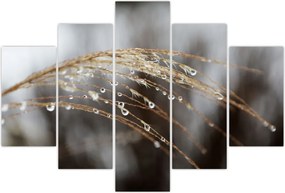 Tablou - Picături pe plantă (150x105 cm)