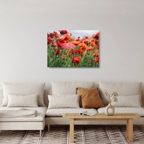 Tablou pe sticlă din câmp cu maci (70x50 cm)