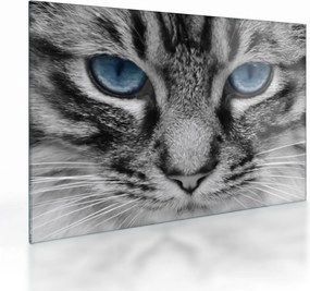 Tablou pe sticlă cu pisica (70x50 cm)