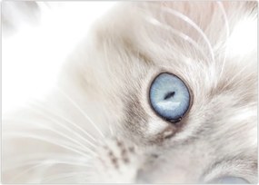 Tablou pe sticlă - Pisica cu ochi albaștri (70x50 cm)