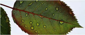 Tablou - Frunze de trandafir (120x50 cm)