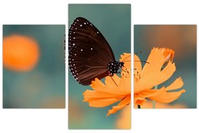Tablou - fluture pe o floare portocalie (90x60 cm)