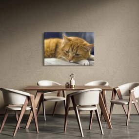 Tablou cu pisica (90x60 cm)