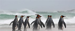 Tablou pinguini în ocean (120x50 cm)