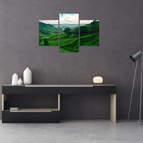 Tablou Plantații de ceai - Malaezia (90x60 cm)