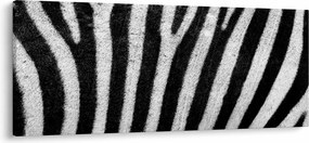 Tablou cu piele de zebră (120x50 cm)