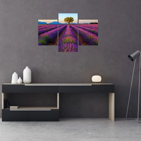 Tablou - Câmp de lavandă (90x60 cm)