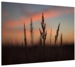 Tablou pe sticlă - Silueta plantei (70x50 cm)