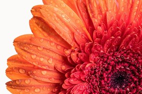 Tapet autoadeziv gerbera cu picături de apă