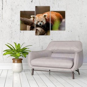 Tablou cu panda roșie (90x60 cm)