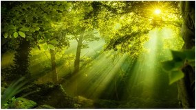 Fototapet XXL - In a Secret Forest II