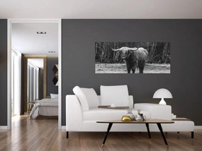Tablou - Vacă scoțiană (120x50 cm)