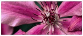 Tablou cu floarea roz de clematis (120x50 cm)