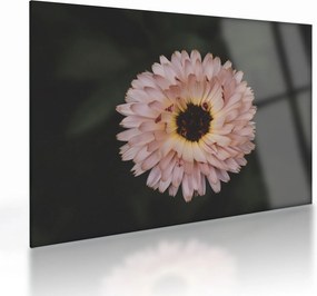 Tablou pe sticlă cu floare portocalie (70x50 cm)