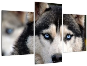 Tablou cu câinele husky (90x60 cm)