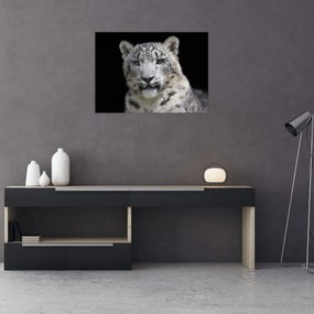 Tablou - Snow Leopard (70x50 cm)