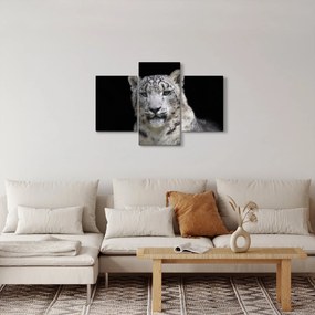Tablou - Snow Leopard (90x60 cm)