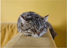 Tablou pe sticlă cu pisica pe fotoliu (70x50 cm)