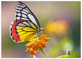 Tablou pe sticlă - Fluture pe floare (70x50 cm)
