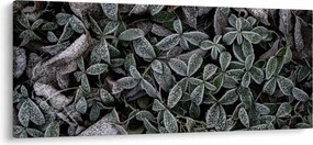 Tablou - Plante înghețate (120x50 cm)