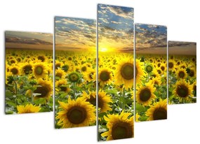 Tablouri - floarea-soarelui (150x105cm)