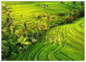 Tablou pe sticlă - Terase de orez (70x50 cm)