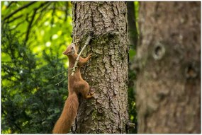 Tablou - Veverița (90x60 cm)