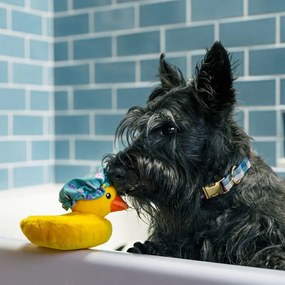 Jucărie pentru câine Duck – P.L.A.Y.