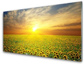 Tablou pe sticla Soare Meadow Floarea soarelui Natura Galben Maro Verde