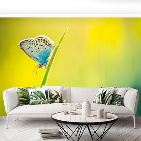 Fototapet Fluture