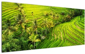 Tablou - Terase de orez (120x50 cm)